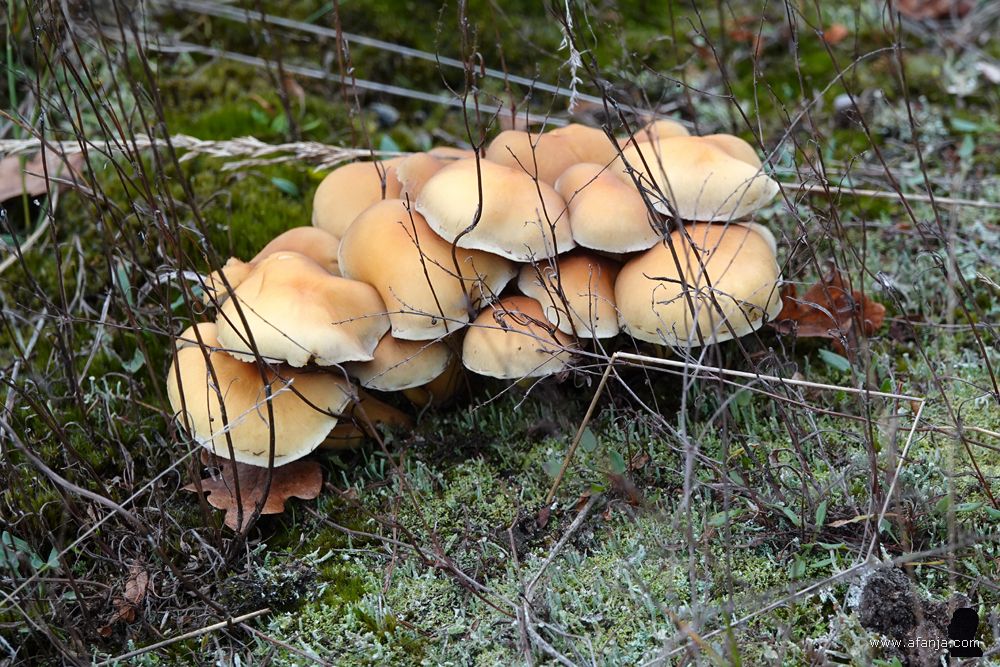 paddenstoelen proberen zich te verstoppen achter twijgjes