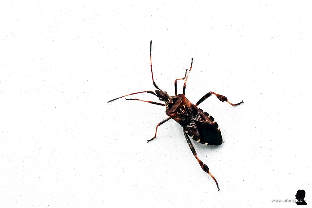 een bladpootrandwants op een witte auto