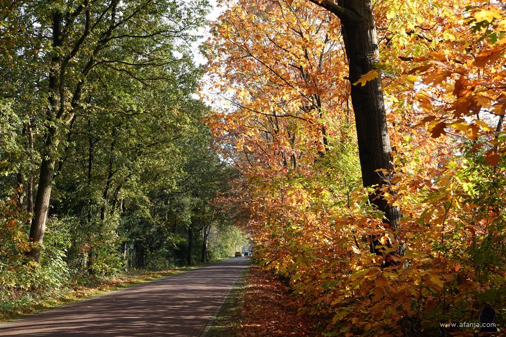 aan het eind van de dag kregen we onderweg de mooiste herfstkleuren voorgeschoteld