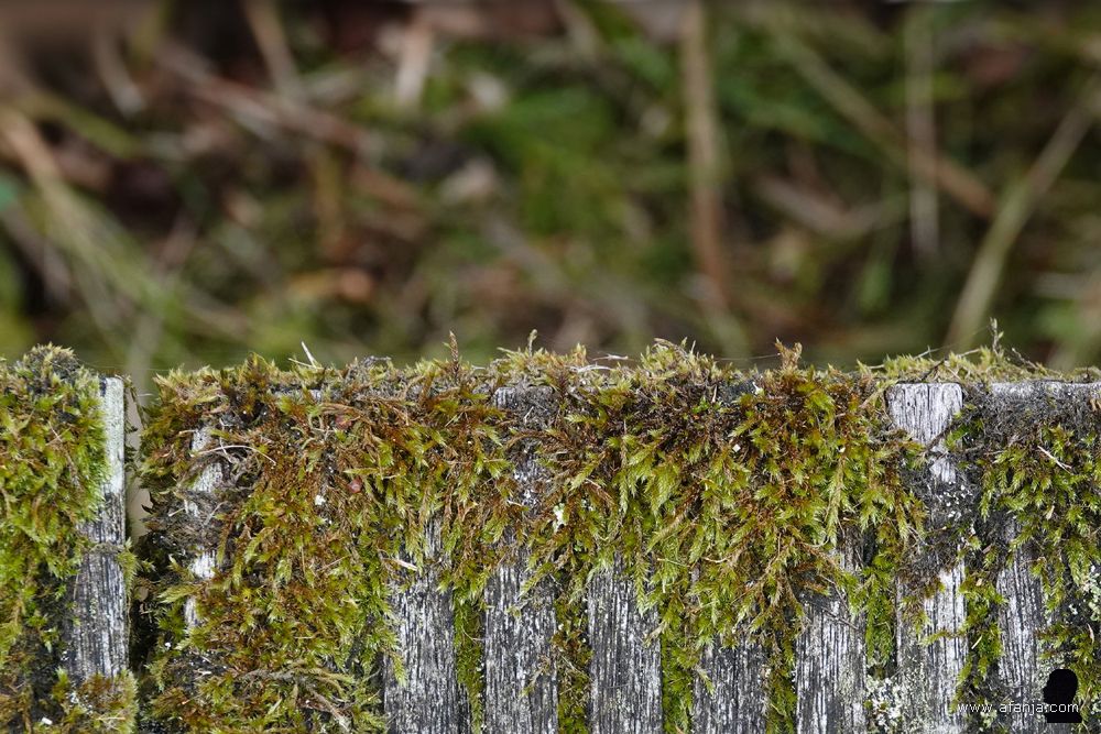 mossen en korstmossen langs de zijkanten van het vlonderpad