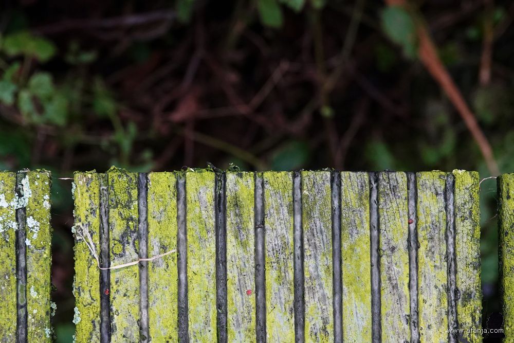 mossen en korstmossen langs de zijkanten van het vlonderpad