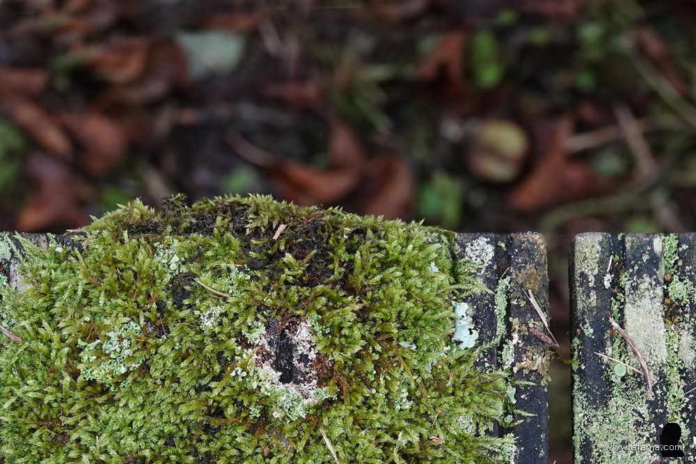 mossen en korstmossen langs de zijkanten van het vlonderpad