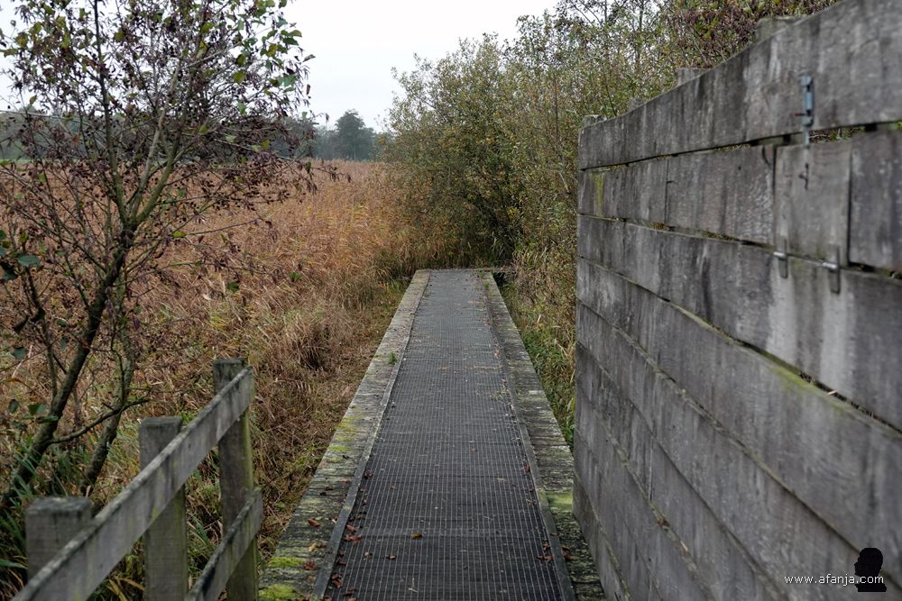 op het vlonderpad van en naar de vogelkijkhut bij de Leijen