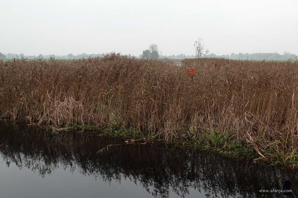 de dichtgroeiende Nieuwe Vaart, in westelijke richting ligt Langezwaag