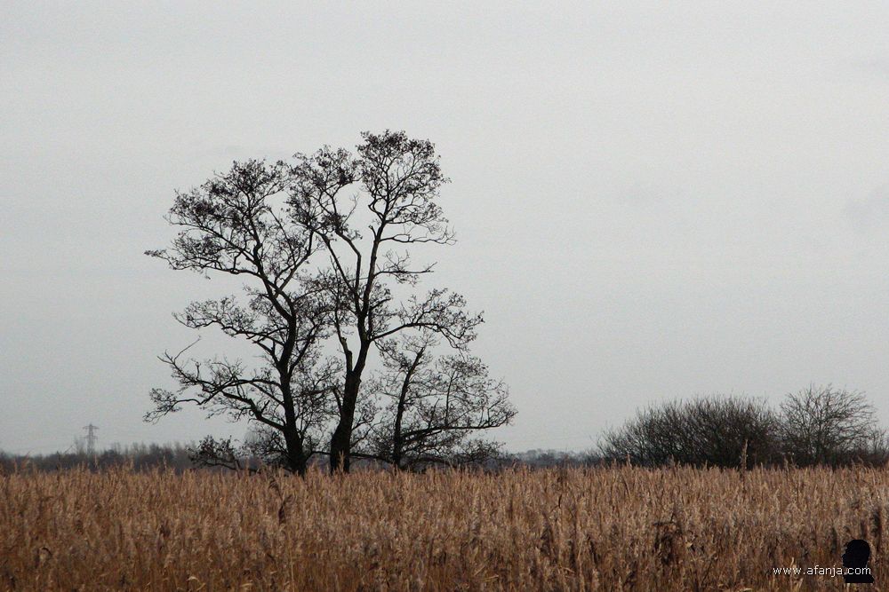 een boom in het rietland bij de Leijen