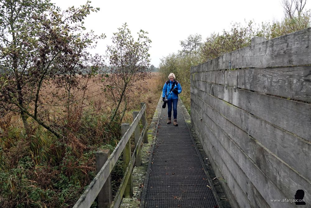 mijn fotomaatje nadert, diep weggedoken in haar kraag, de vogelkijkhut 'de Blaustirns'