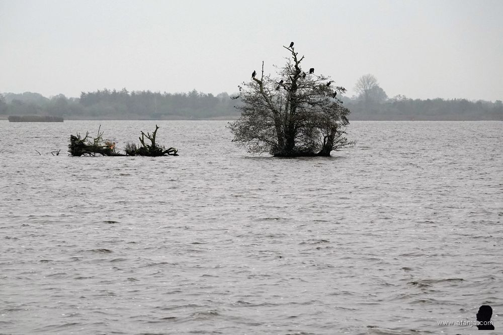 een groep aalscholvers in een boom in de Leijen