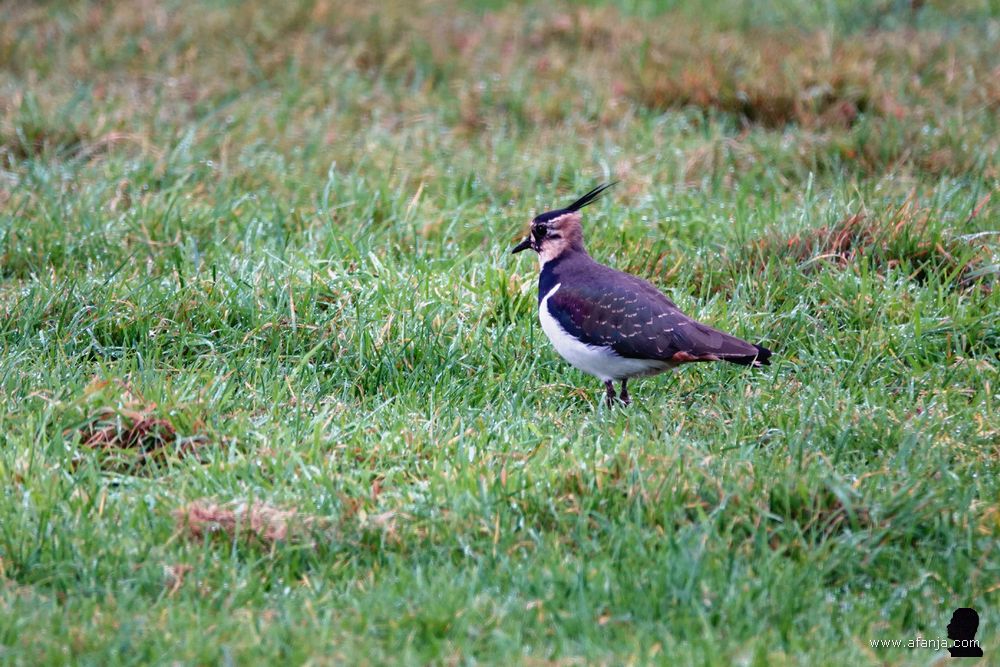 een kievit in het gras