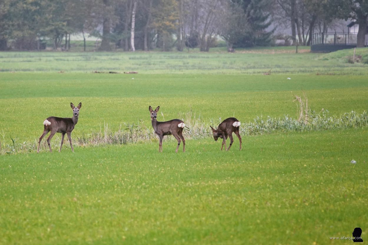reeën in de Jan Durkspolder