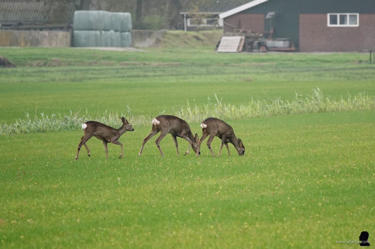 reeën in de Jan Durkspolder