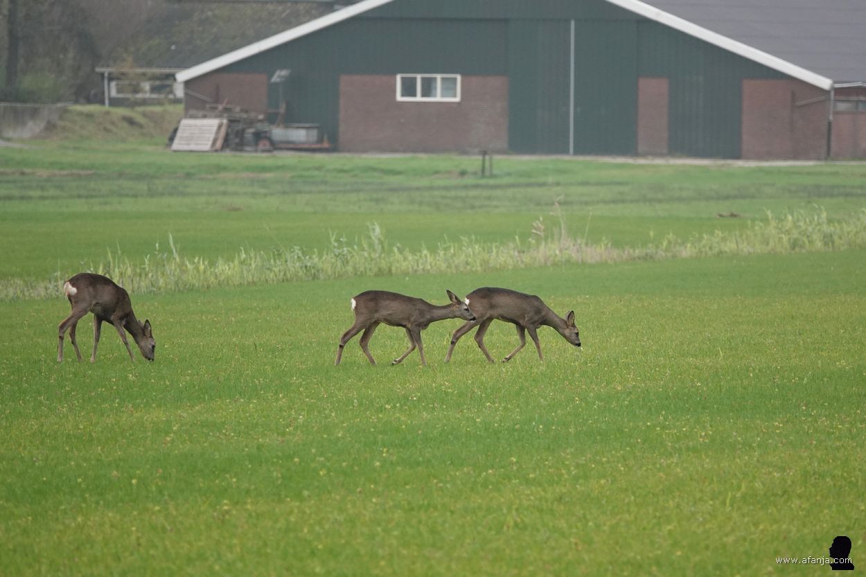 reeën in de Jan Durkspolder