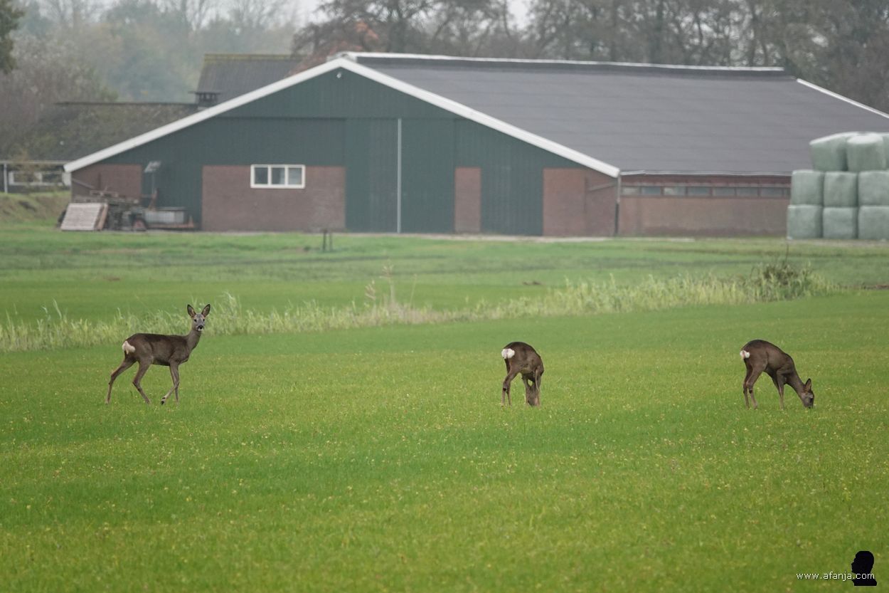 reeën in de Jan Durkspolder
