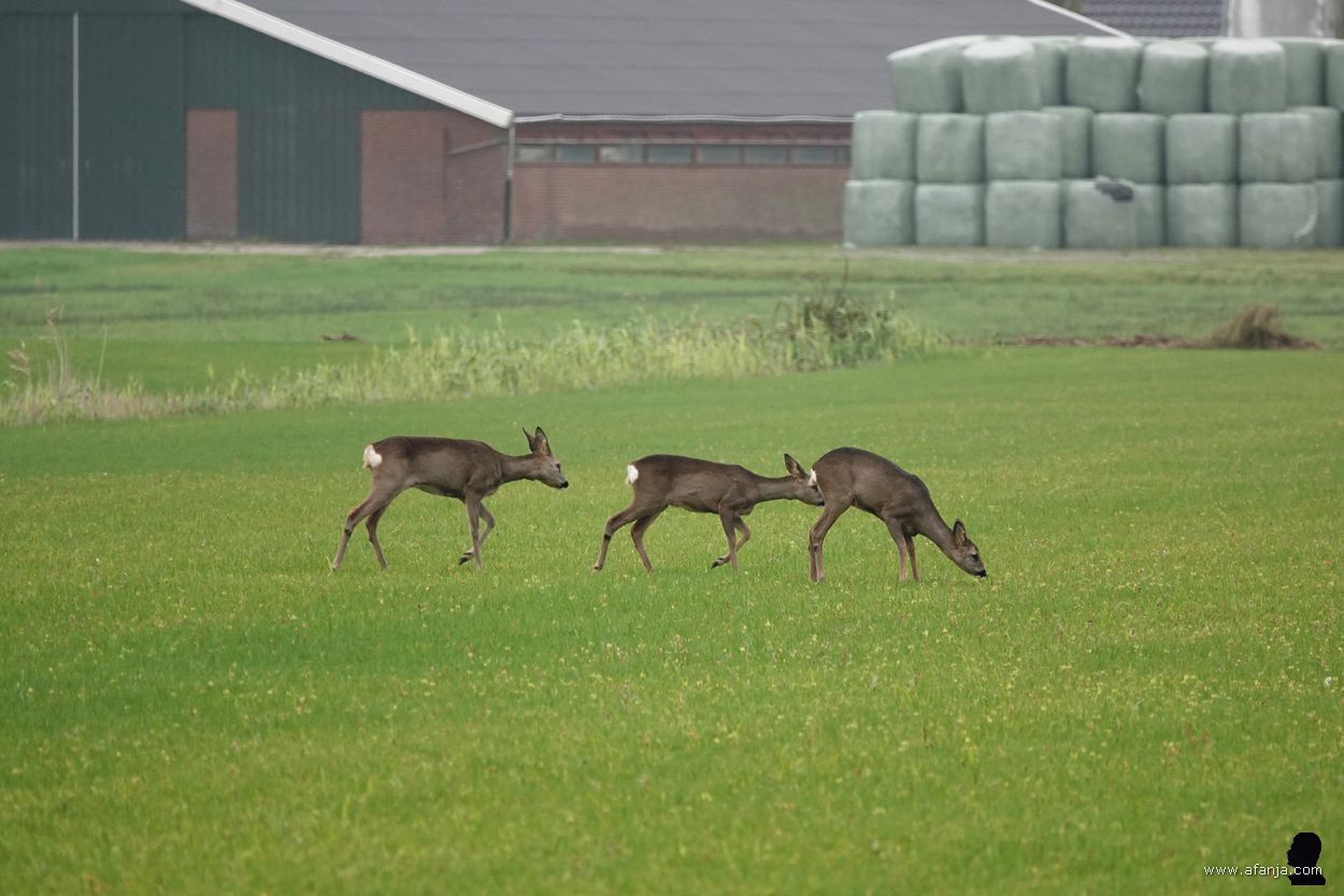 reeën in de Jan Durkspolder