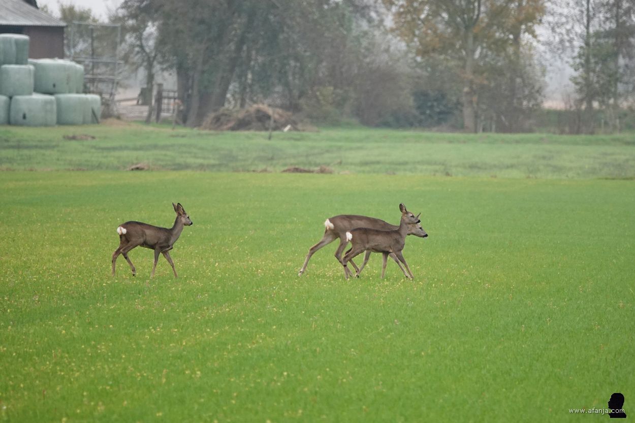 reeën in de Jan Durkspolder