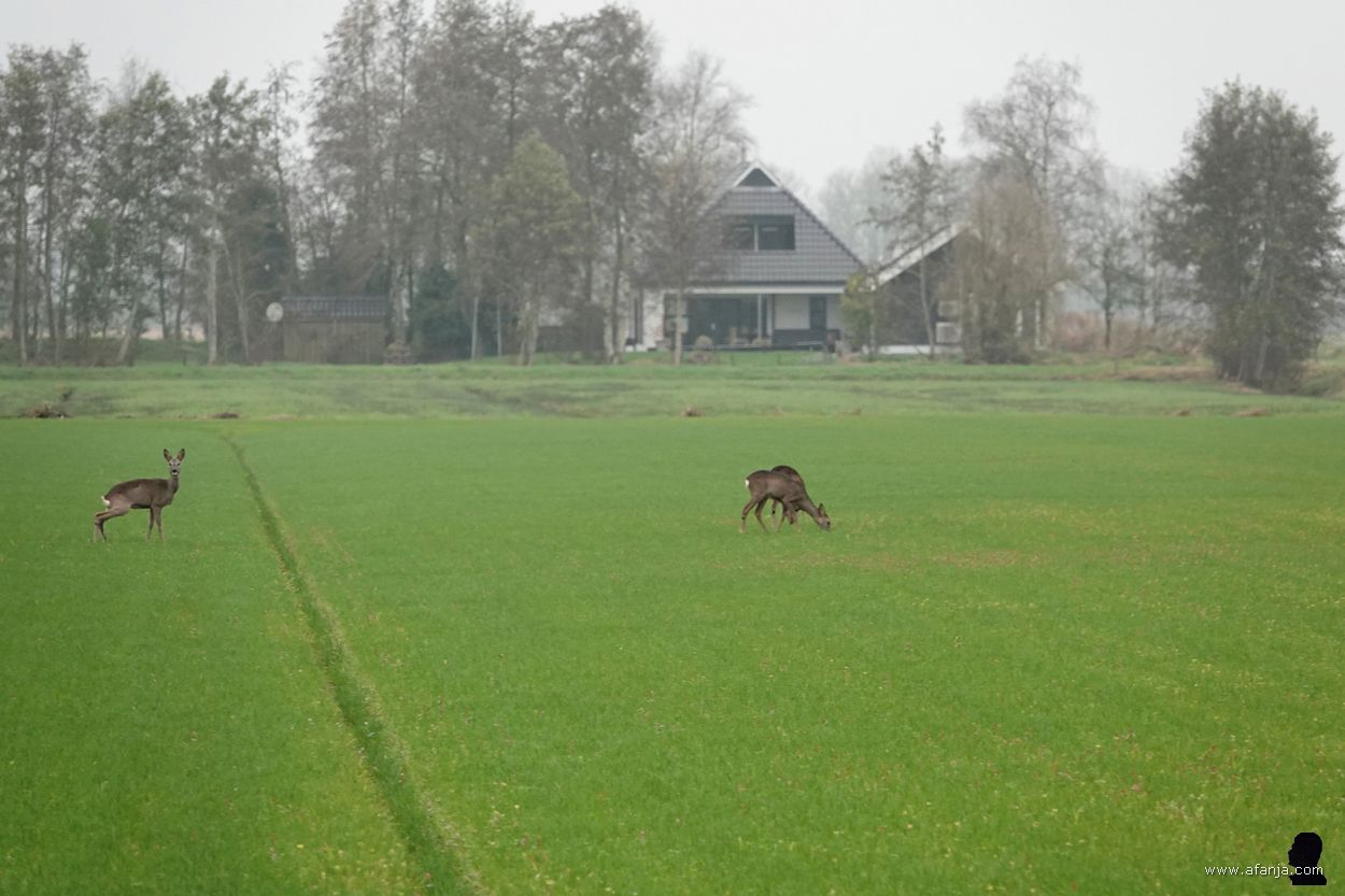 reeën in de Jan Durkspolder