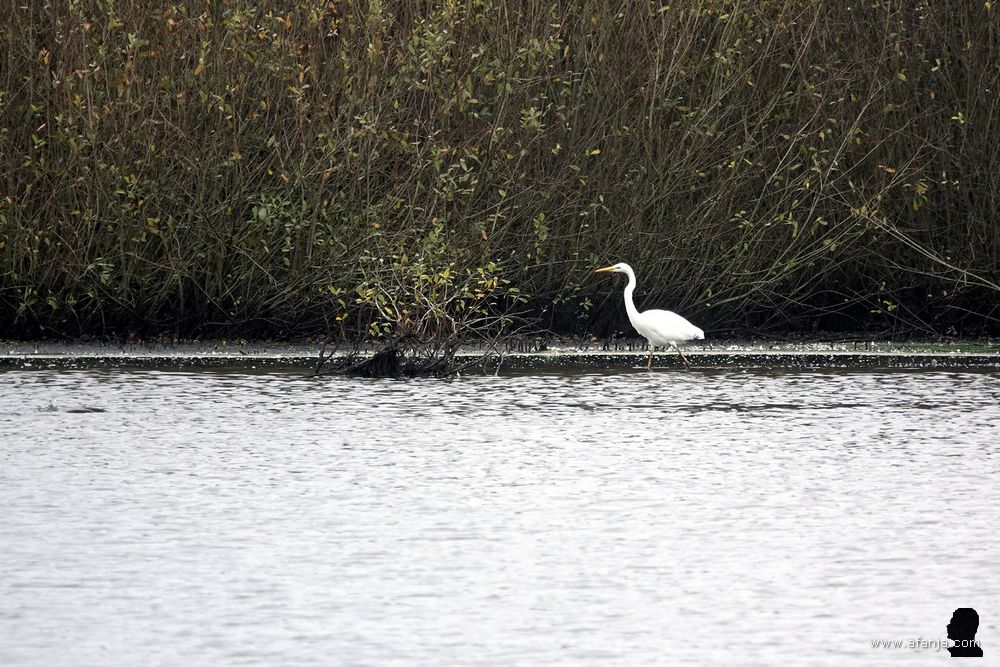 een grote zilverreiger aan de westkant van de Jan Durkspolder