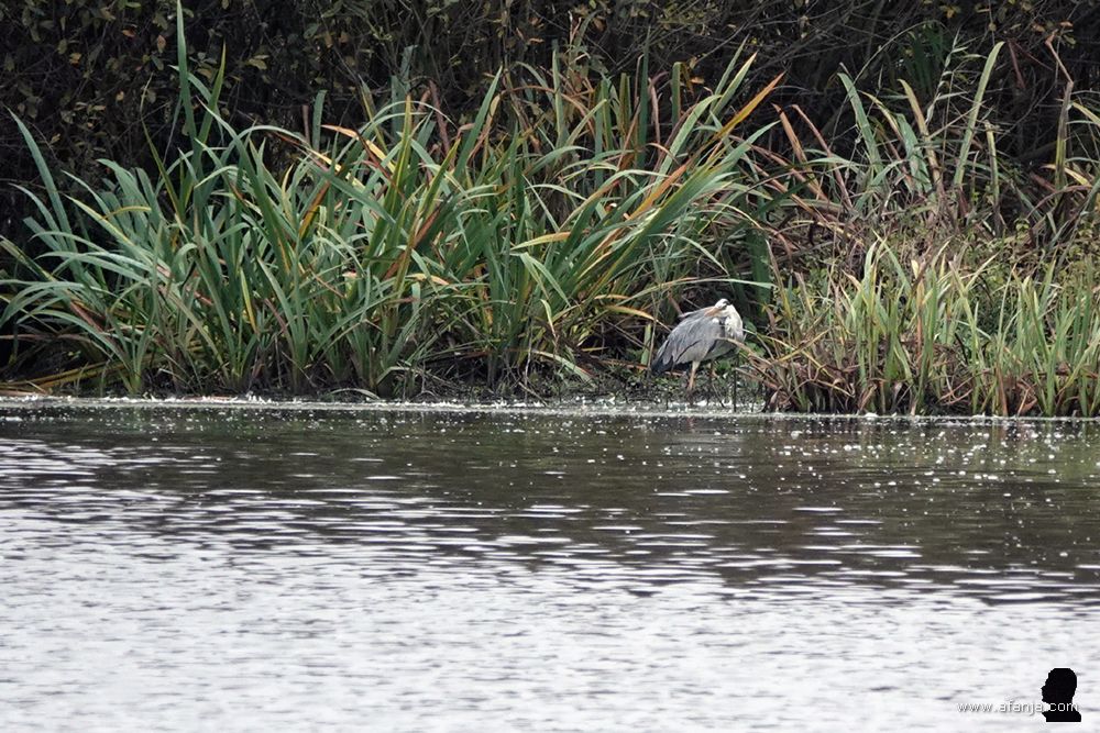 een blauwe reiger aan de waterkant