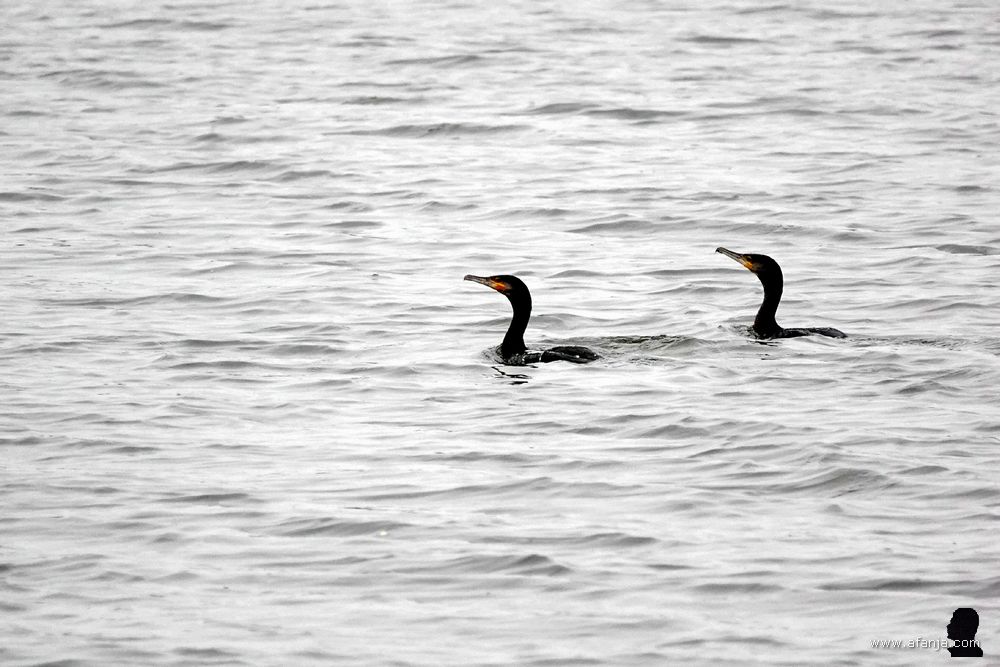 twee zwemmende aalscholvers