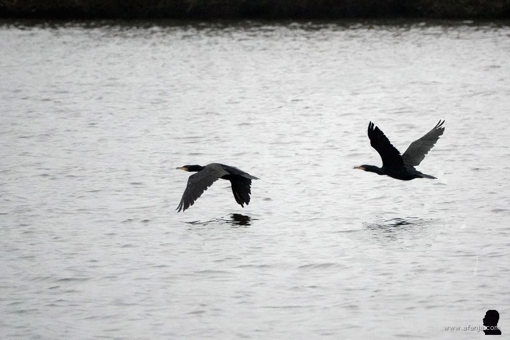 twee vliegende aalscholvers
