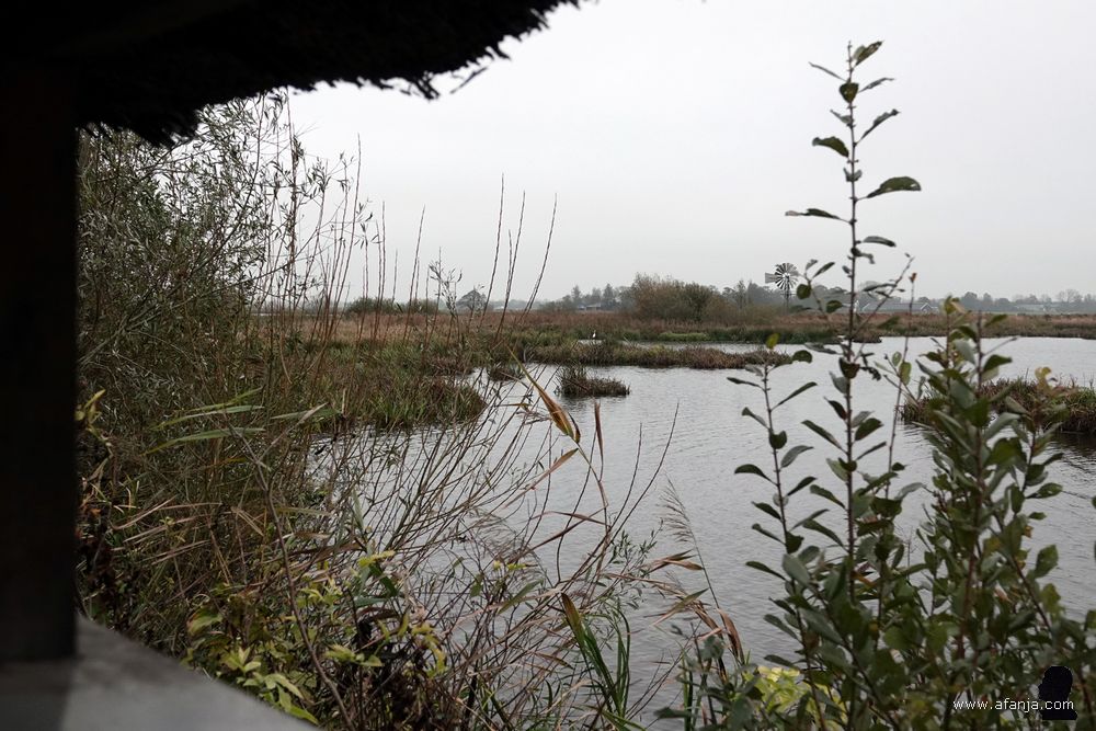 vanuit de vogelkijkhut is in de verte een grote zilverreiger te zien
