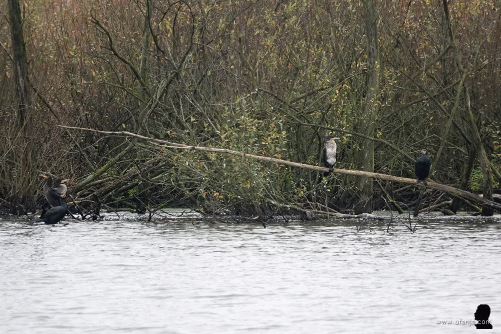 een aantal aalscholvers op takken aan de waterkant