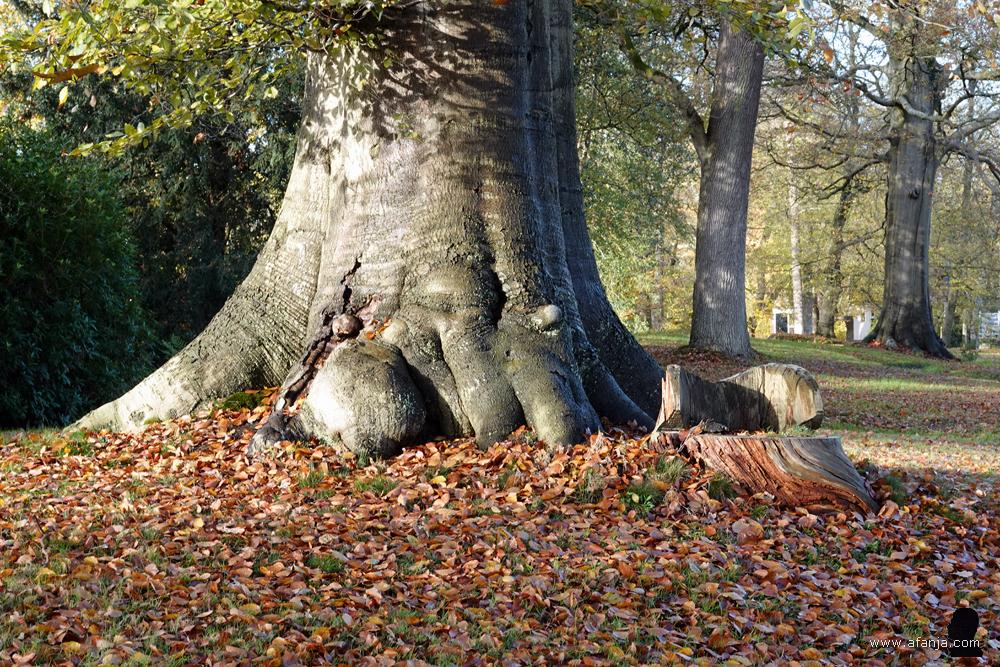 de voet van een majestueuze oude beuk