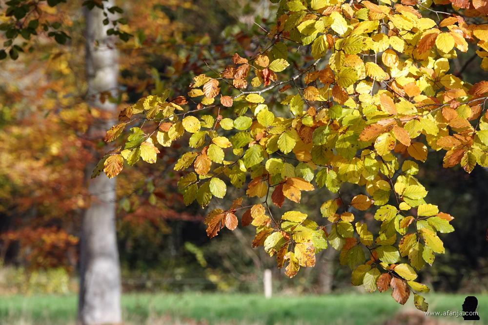 herfstbladeren