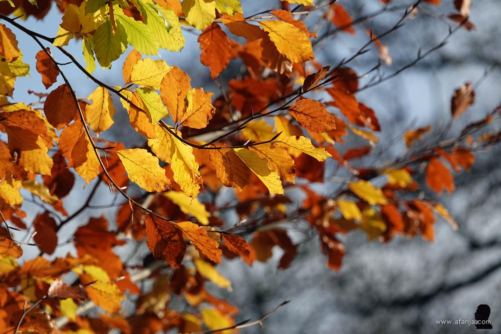 herfstbladeren