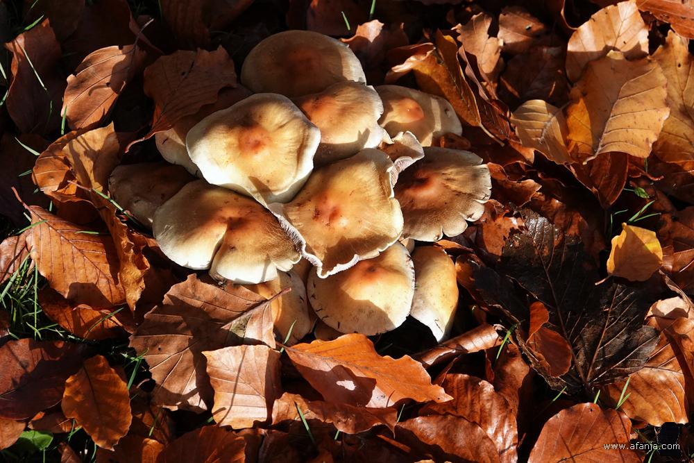 paddenstoelen tussen bruine herfstbladeren