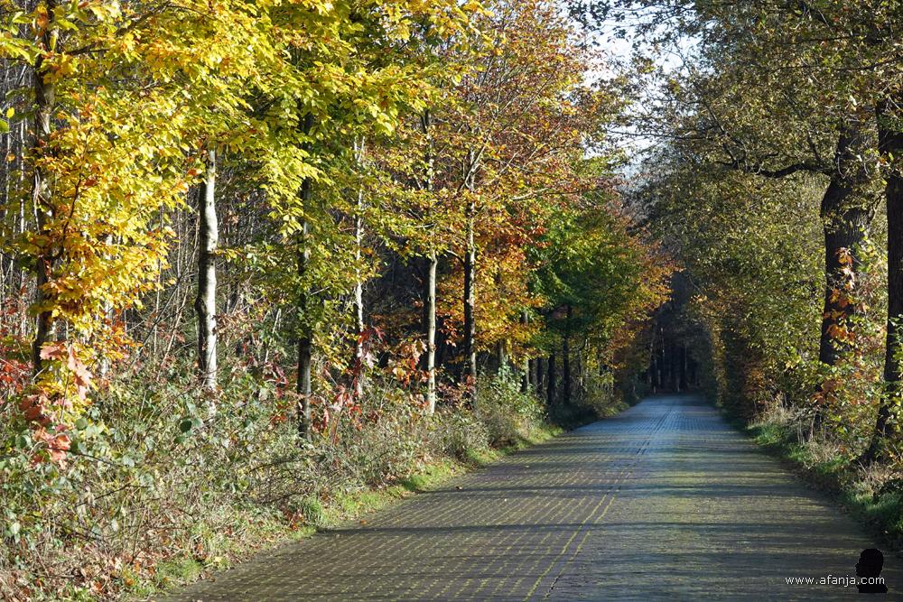 herfst aan de Poostweg