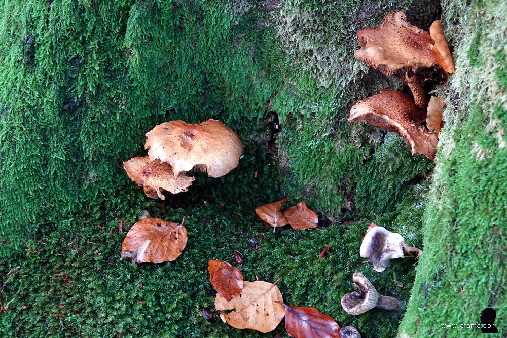 half vergane paddenstoelen
