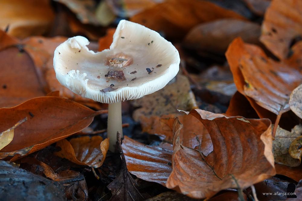 een paddenstoel tussen herfstbladeren