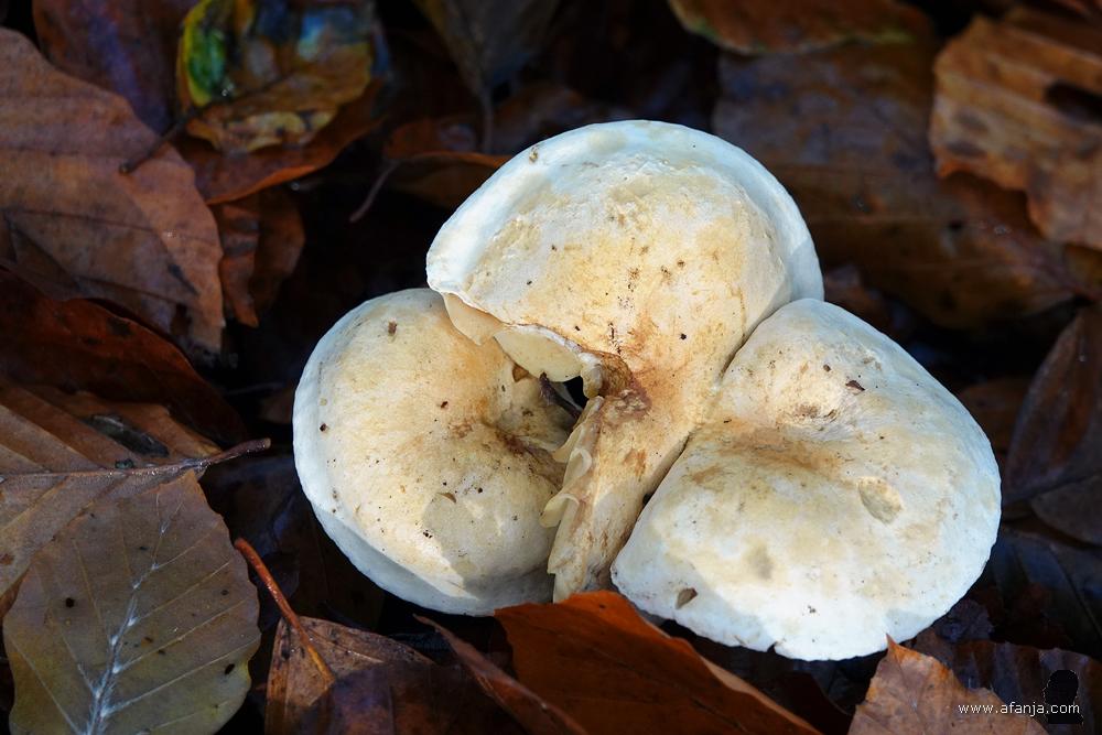 paddenstoelen tussen herfstbladeren