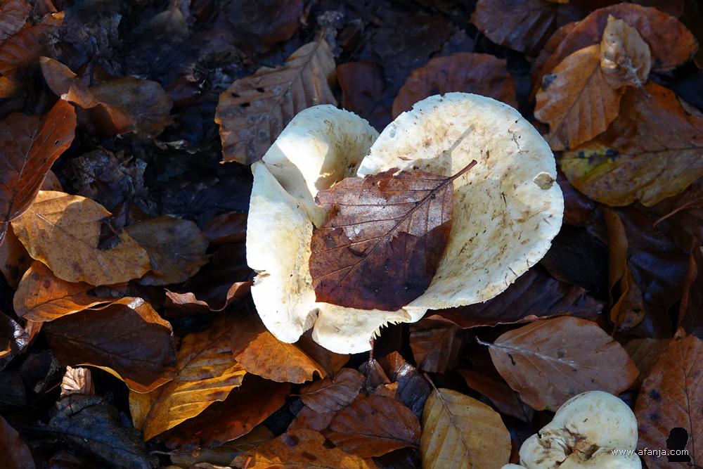 een paddenstoel tussen herfstbladeren