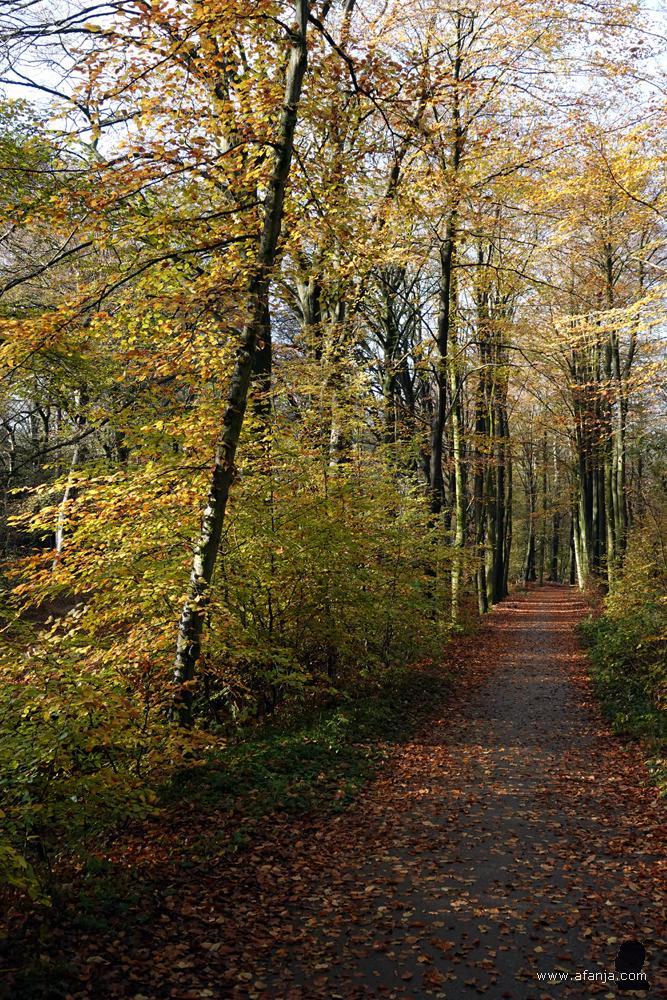 fietspad door het bos bij Heidehuizen