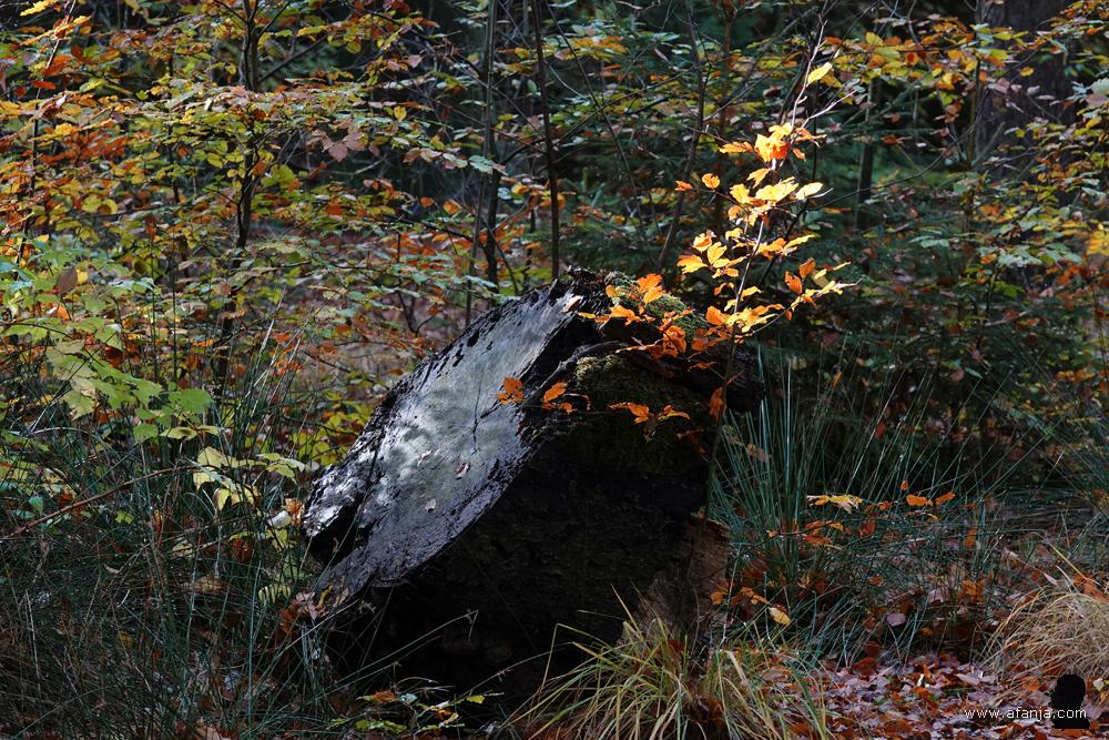 stuk boomstam met oplichtende herfstbladeren