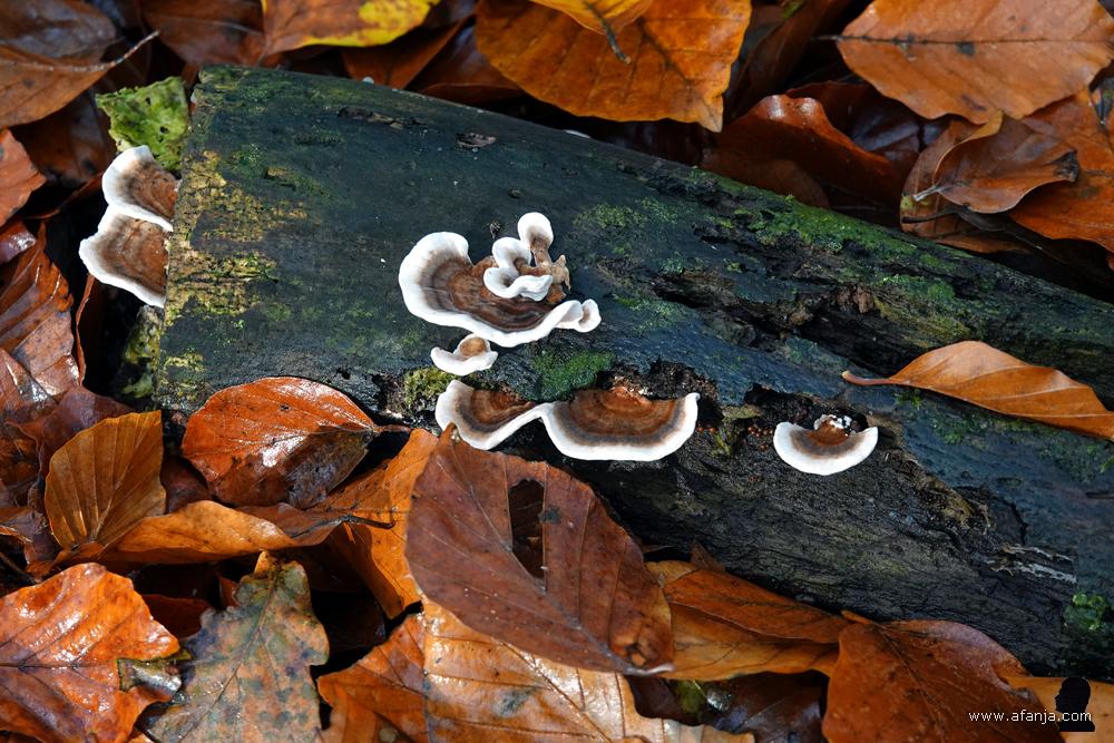 elfenbankjes op een stuk dood hout