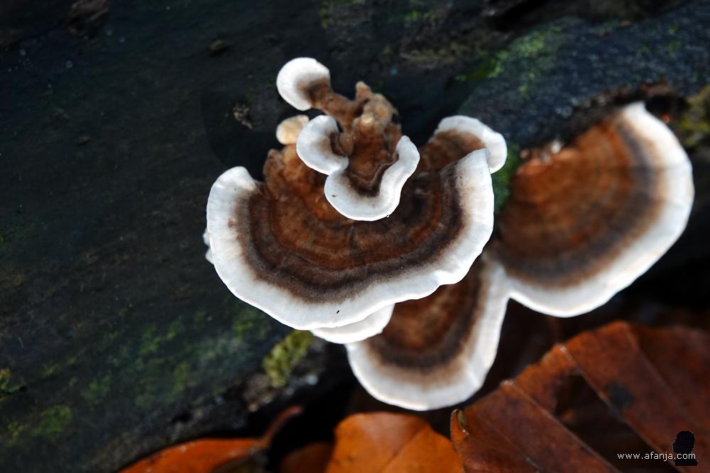 elfenbankjes op een stuk dood hout
