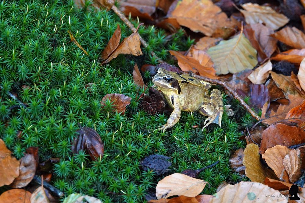een kikker op de bosbodem