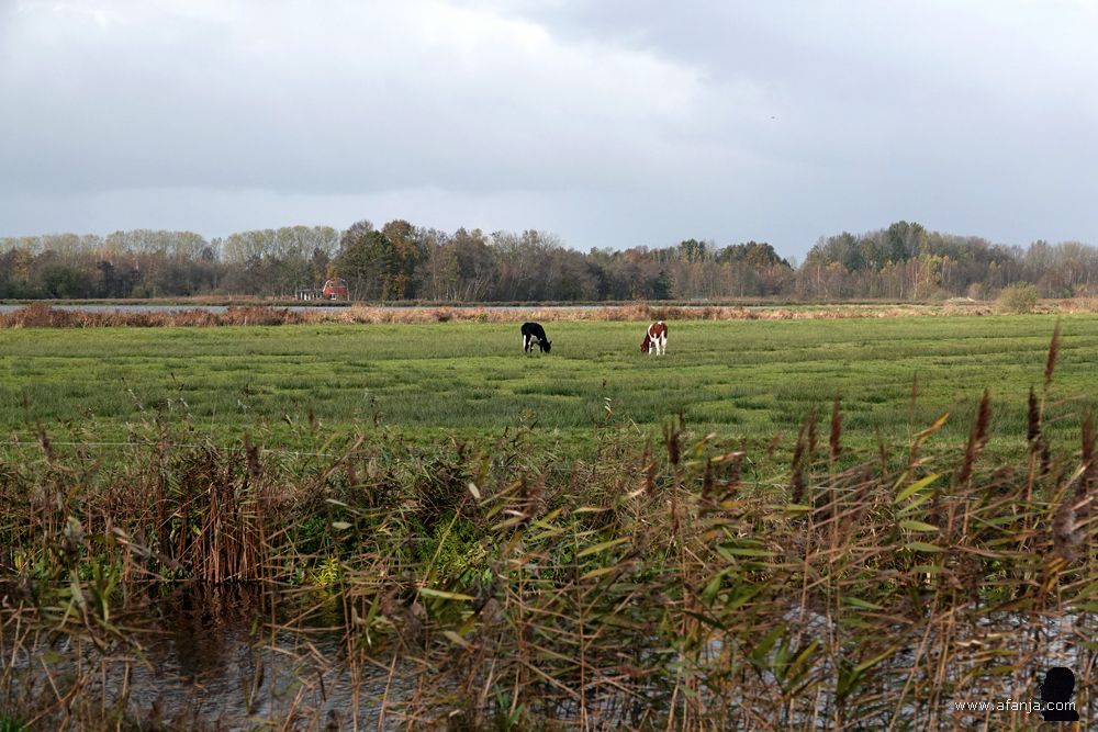 jongvee in de Jan Durkspolder