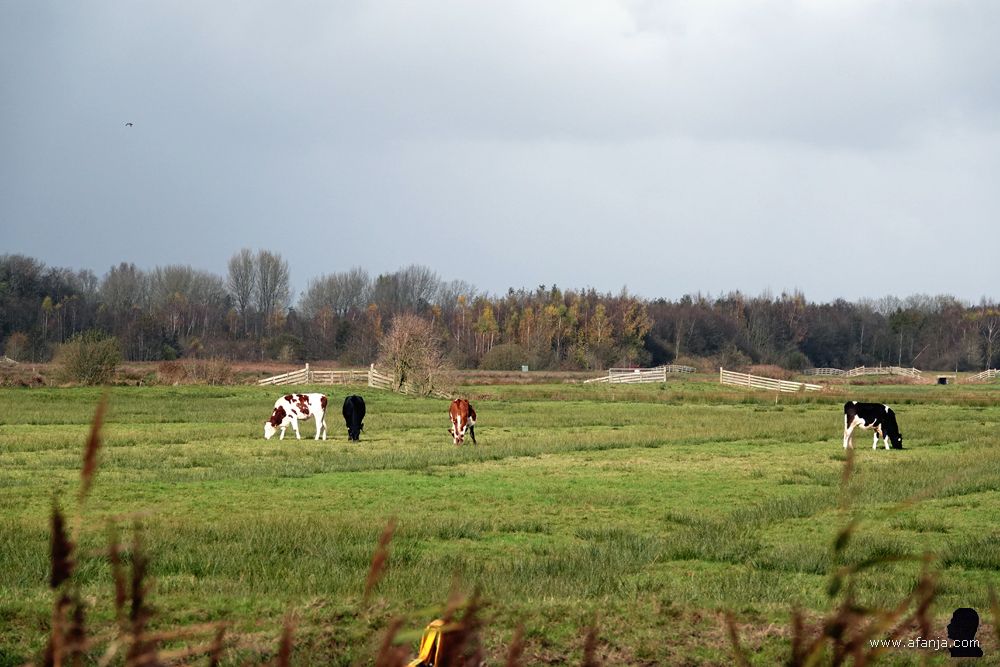 jongvee in de Jan Durkspolder