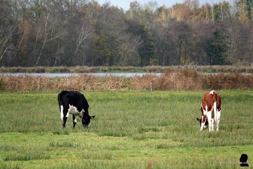 jongvee in de Jan Durkspolder