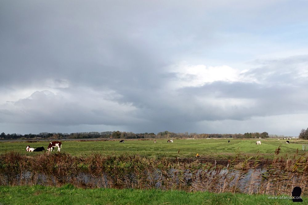 jongvee in de Jan Durkspolder