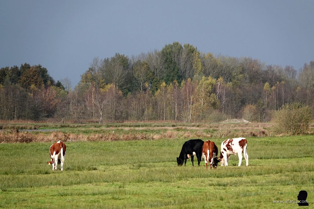 jongvee in de Jan Durkspolder