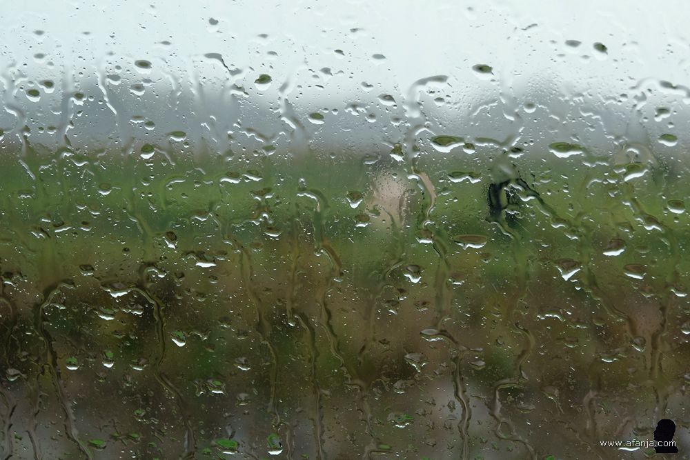 het jongvee verdwijnt achter beregende autoramen