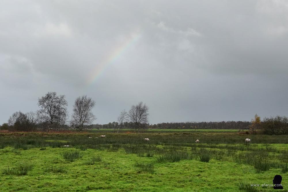 boven een weiland met schapen verschijnt voorzichtig een regenboog
