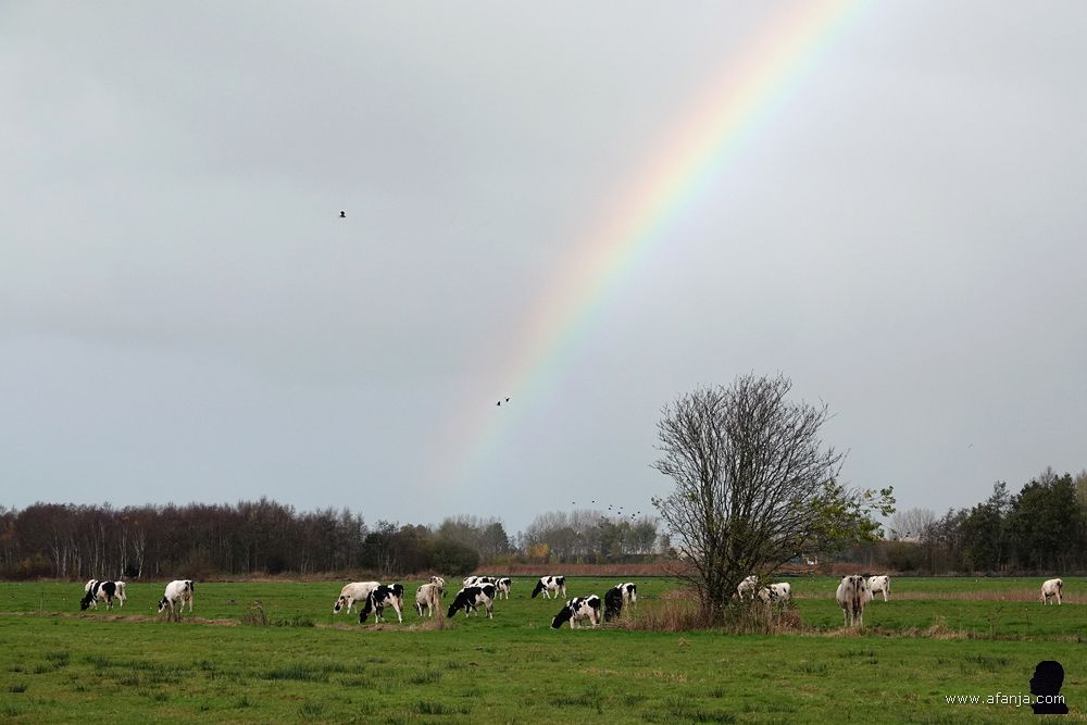 een regenboog boven een weiland met koeien