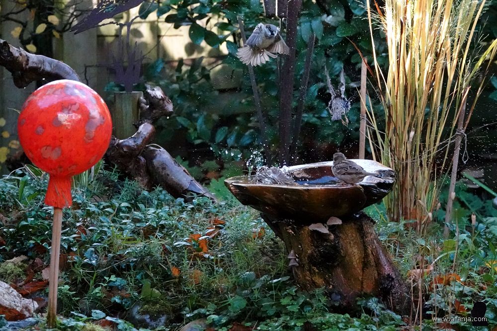 niet ver van de rode heksenbol nemen huismussen een bad in hun vogelbad in de tuin