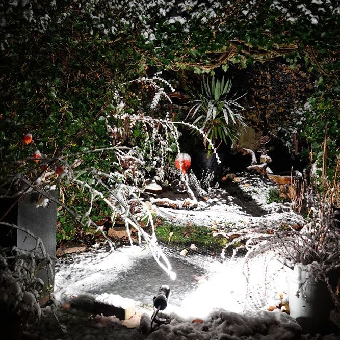 de eerste sneeuw in de tuin - 21 november 2024