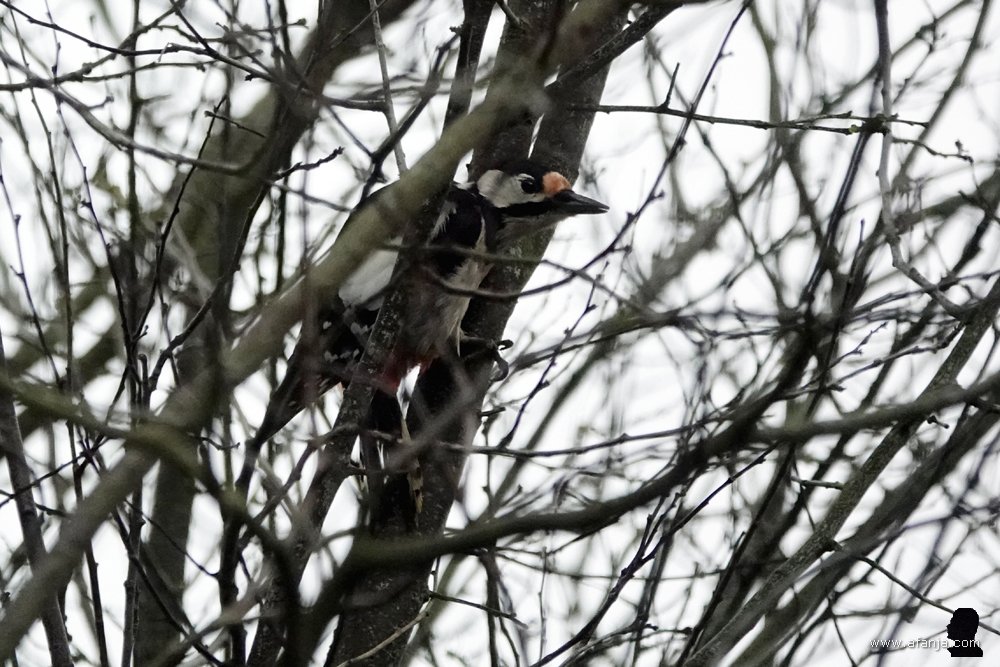 een grote bonte specht in de tuin